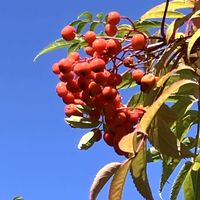 ナナカマド,ナナカマド,イチイ,変わり咲きコレオプシス,可愛いの画像