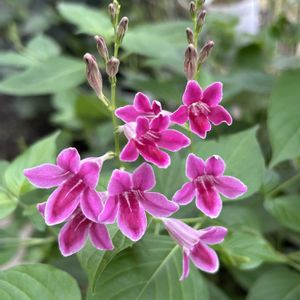 タイノオモイデ,ピンクの花,小さな花壇,シェードガーデン,放置栽培の画像