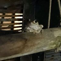 流木,カエル,アマガエル,カエル倶楽部♡の画像