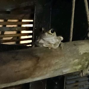 流木,カエル,アマガエル,カエル倶楽部♡の画像