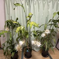 月下美人の画像