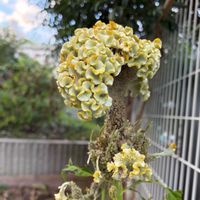 ケイトウ,センニチコウ,琉球朝顔,ノアサガオ,ヒユ科の画像