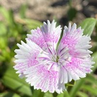 ナデシコ,ペンタス,鉢植えの画像