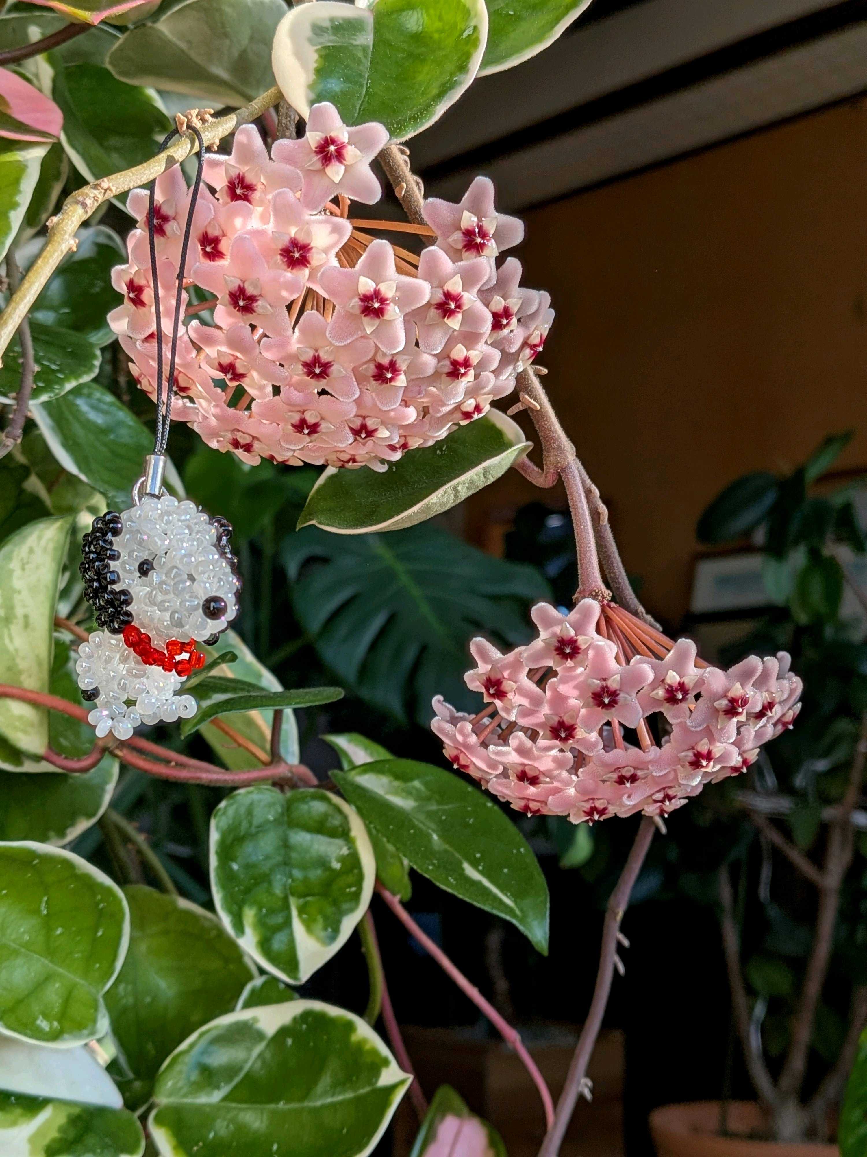 4月8日のお花はホヤ・カルノーサ(サクララン)｜🍀GreenSnap（グリーン