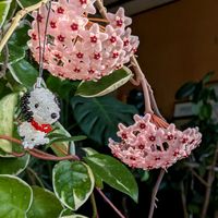 ホヤ・カルノーサ,紅稚児,七宝樹,七宝樹錦,ホヤ(サクララン)の画像