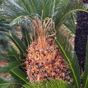 ソテツ,クロマダラソテツシジミ,多肉植物,珍奇植物,害虫の画像