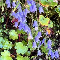 イワシャジン,イワシャジンの葉、線形で粗い鋸歯あり,花柱は花冠から飛び出さず、萼片は細い線形で疎らな歯牙あり,山野草,上三依水性植物園の画像
