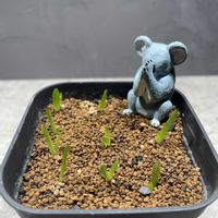 アロエ,ラウヒー,アロエ ラウヒー,おやすみなさい,イベント告知の画像