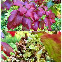 カシワバアジサイ,山野草,上三依水性植物園の画像