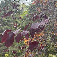 ナナカマド,ナナカマド,ナナカマド,イチョウ,今日のお花の画像