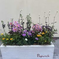 ビデンス,紫式部,赤葉センニチコウ,宿根アスター   ビクトリア,ビデンス ゴールデンエンパイアの画像