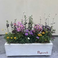 ビデンス,紫式部,赤葉センニチコウ,宿根アスター   ビクトリア,ビデンス ゴールデンエンパイアの画像