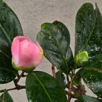 ローズマリー,西王母,早咲き椿,ハナトラノオ(花虎ノ尾),癒しの画像