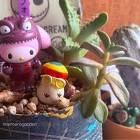  ブロンズ姫,ユーフォルビア アブデルクリ,フォーカリア属,ちょこんとﾋﾟｰﾀﾝ,ﾋﾟｰﾀﾝの日の画像