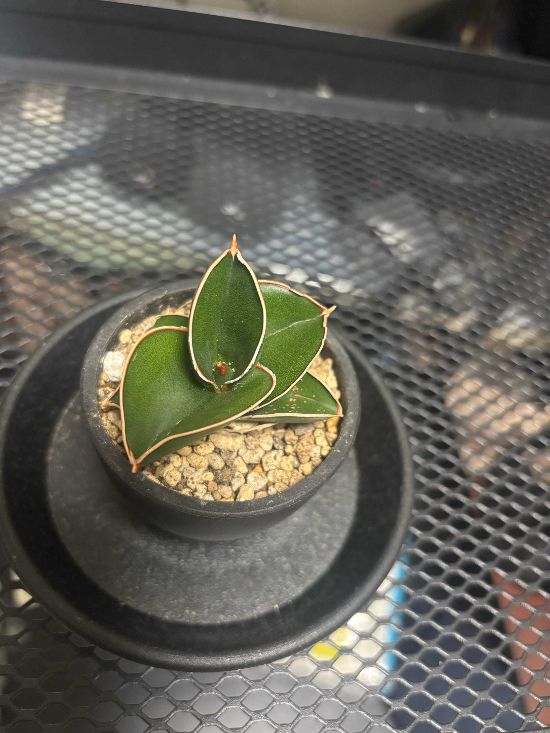 サンセベリア サムライドワーフ｜🍀GreenSnap（グリーンスナップ）