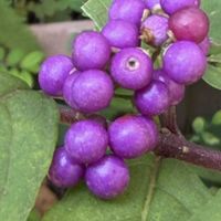 コムラサキ,センリョウ,ニシキギ,マユミ,ドイツスズランの画像