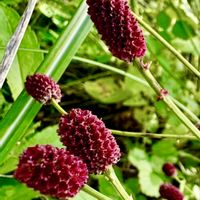 ワレモコウ,可憐な花,今日のお花,明日はきっと良い日になる,2019同期の画像