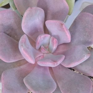 デビー,多肉植物,葉挿し,多肉寄せ植え,実生苗の画像