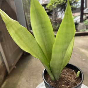 サンセベリア ムーンシャイン,サンセベリア,新  芽,観葉植物,植え替えの画像