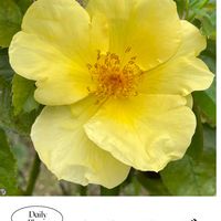 ガーベラ,宿根バーベナ,バラ レモンフィズ,花のある暮らし,お花大好き♡の画像