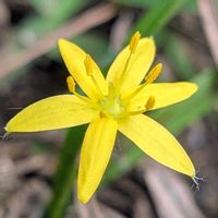 コマツナギ,コキンバイザサ,コキンバイザサ,絶滅危惧種,観察会の画像