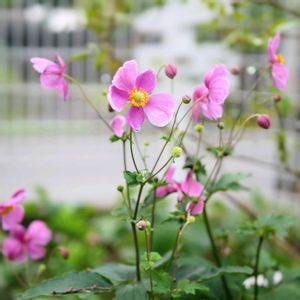 ジニア,ミセバヤ,秋明菊,福岡,備忘録の画像