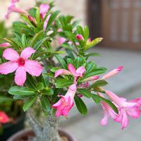 アデニウム,花のある暮らし,沖縄,おうち園芸,ピンクワールドへ ようこその画像