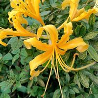 ヘリクリサム,大根の芽,ショウキズイセン,大根料理,大根の新芽サラダの画像