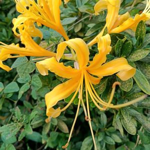 ヘリクリサム,大根の芽,ショウキズイセン,大根料理,大根の新芽サラダの画像