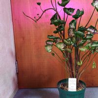 シンゴニウム,シンゴニウム,観葉植物,ガーデニング,ボタニカルライフの画像