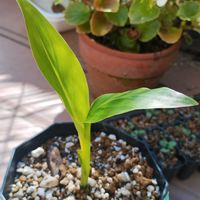 タビビトノキ,旅人の木,観葉植物,ガーデニング,ネコ好きの画像