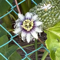 パッションフルーツ,トケイソウ  アメジスト,花のある暮らし,ねこと緑のある暮らしの画像