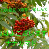 ナス,ピーマン,コラージュ,ヤエ菜園,友達のコスモスの画像