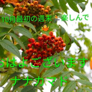 ナス,ピーマン,コラージュ,ヤエ菜園,友達のコスモスの画像
