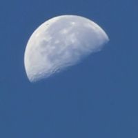 とうがらし,ハナナス,半月,トウガラシ,下弦の月の画像