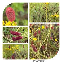 オミナエシ,オミナエシ,ワレモコウ,ワレモコウ,今日のお花の画像