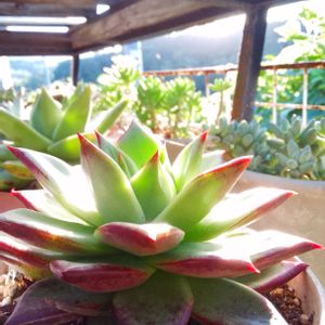 多肉植物,多肉棚,多肉のある暮らし,my gardenの画像