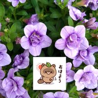 カリブラコア,紫の花,お花屋さんにて,土曜日は紫の花,気が付けば土曜日の画像
