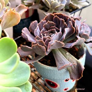 スワンレイク,シャビアナ  トリュフ,no green no life,癒し空間,多肉植物のある暮らしの画像