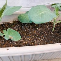ブロッコリー,家庭菜園の画像