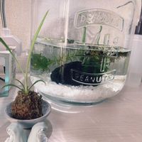 オリヅルラン,苔玉,水草,室内,メダカの画像