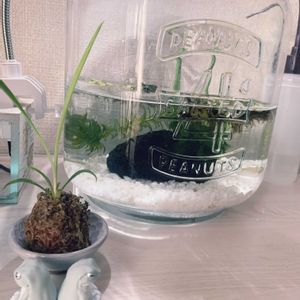 オリヅルラン,苔玉,水草,室内,メダカの画像