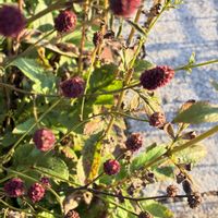 オミナエシ,吾亦紅(われもこう),吾亦紅(われもこう),今日のお花,庭に咲く花の画像