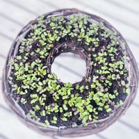 ハボタン,葉牡丹,リース,ガーデニング,発芽の画像