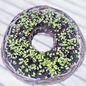 ハボタン,葉牡丹,リース,ガーデニング,発芽の画像