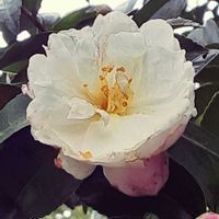 ツバキ,散歩の途中の画像