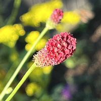ワレモコウ,吾亦紅,ワレモコウの葉,今日のお花,2026秋の七草の画像