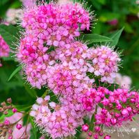 シモツケ ,花のある暮らし,お散歩写真,お花が好き♡,綺麗なお花の画像