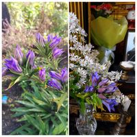 サルビア,宿根草,秋の花,お庭作り中,美しく青きドヨウの画像