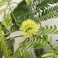 エバーフレッシュ,観葉植物,エバー・フレッシュの花芽の画像